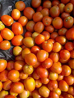 টমেটো বা সবজি চাষ করে নিজে স্বাবলম্বী হওয়া যায়। ছবি: সংগৃহীত