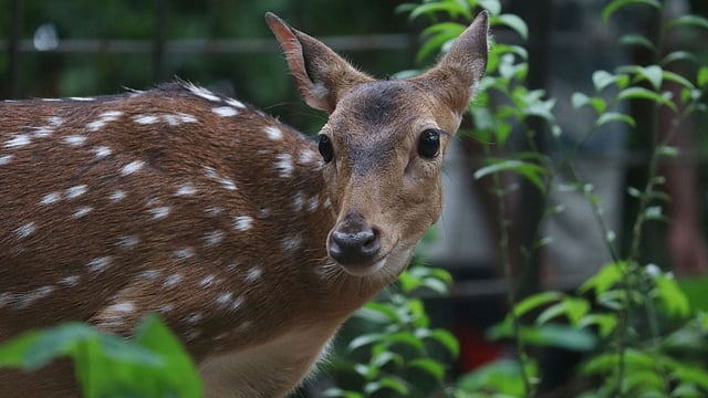 মায়াবী চোখে তাকিয়ে এক চিত্রা হরিণ