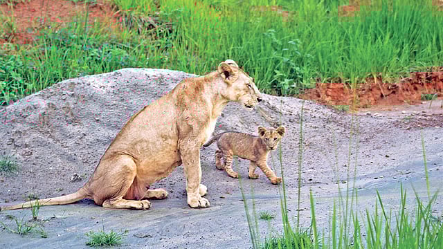 মায়ের সঙ্গে সিংহশাবক। সম্প্রতি গাজীপুরের শ্রীপুরে বঙ্গবন্ধু শেখ মুজিব সাফারি পার্কে।  প্রথম আলো