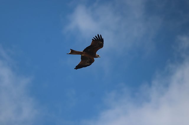 মুক্ত আকাশে একলা চিলের ওড়াউড়ি।
