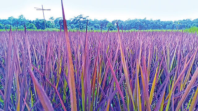 বেগুনি ধানগাছ। খাগড়াছড়ির পানছড়ি উপজেলার শান্তিপুরে।  ছবি: প্রথম আলো