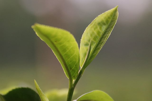 দুটি পাতার একটি কুঁড়ির দেশ সিলেট