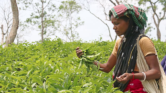 কর্মব্যস্ততায় চা-শ্রমিক