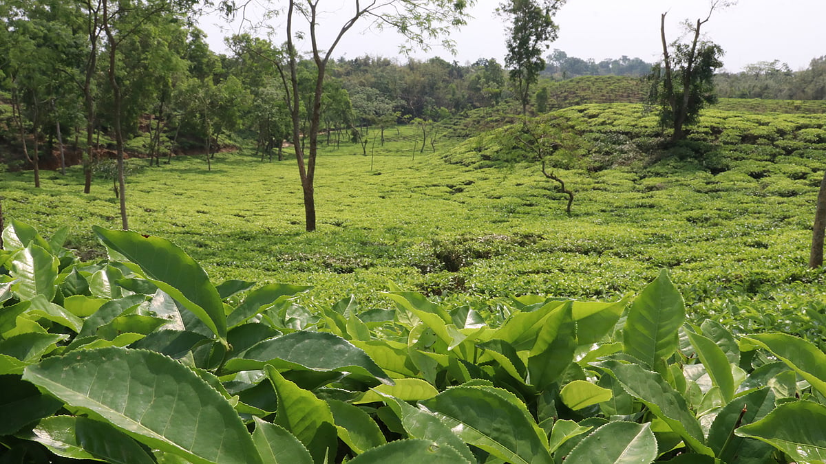 বাগানজুড়ে চা-গাছ