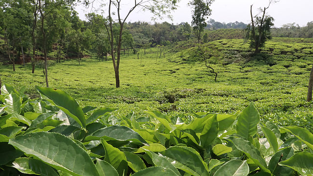 বাগানজুড়ে চা-গাছ