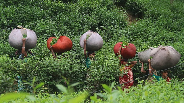 সারা দিন পালা করে চা-পাতা তোলার কাজে ব্যস্ত থাকেন নারী-পুরুষ চা-শ্রমিকেরা