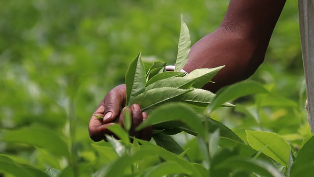 বাগান থেকে চা-গাছের পাতা সংগ্রহ করা হচ্ছে