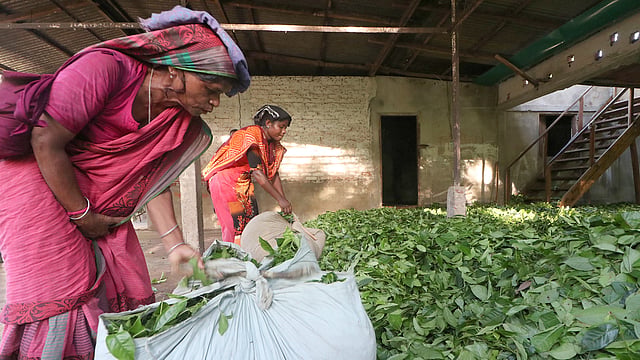 ওজন শেষে চা-পাতা স্তূপ করে রাখা হয়