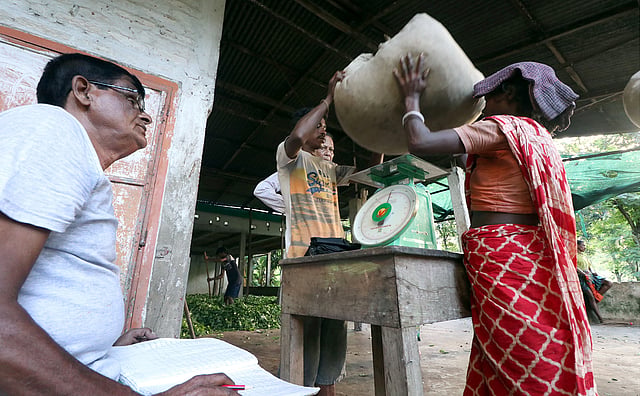 পাতা সংগ্রহ শেষে তা লাইন ধরে জমা দেন শ্রমিকেরা
