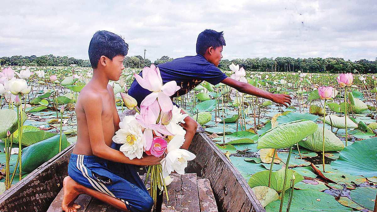 শরতে প্রকৃতি সেজেছে অপরূপ সাজে। বিলে আসন পেতেছে গোলাপি, হলুদ ও সাদা রঙের পদ্ম। গতকাল সকালে কুমিল্লা বুড়িচং উপজেলার দক্ষিণ গ্রামে। ছবি: প্রথম আলো