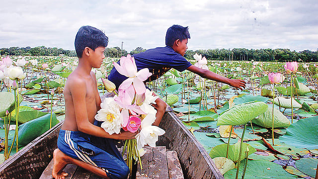 শরতে প্রকৃতি সেজেছে অপরূপ সাজে। বিলে আসন পেতেছে গোলাপি, হলুদ ও সাদা রঙের পদ্ম। গতকাল সকালে কুমিল্লা বুড়িচং উপজেলার দক্ষিণ গ্রামে।  ছবি: প্রথম আলো