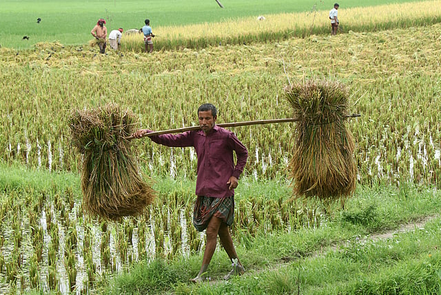 ধান নিয়ে বাড়ি ফিরছেন একজন