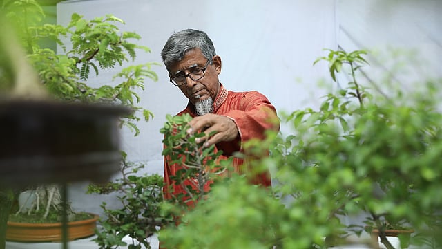 বনসাই দেখছেন একজন অভিজ্ঞ বনসাইপ্রেমী।