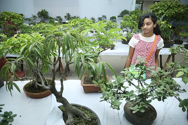 বিভিন্ন জাতের বনসাই দেখছে এক শিশু।