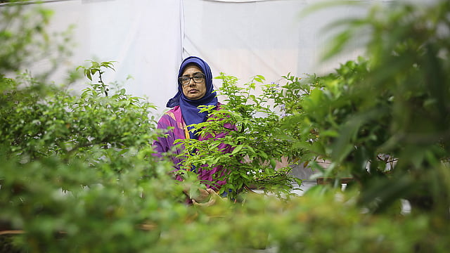 শত শত বনসাই মুগ্ধ করছে দর্শনার্থীদের।