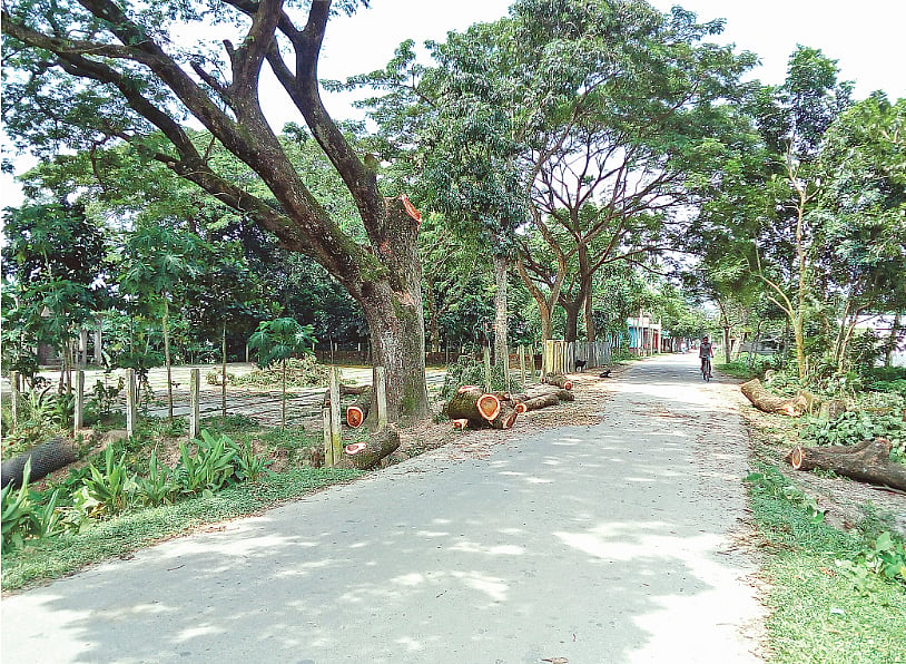 মধুপুর-দেওয়ানগঞ্জ সড়কের দুই পাশ থেকে সমানে গাছ কাটা হচ্ছে। গত মঙ্গলবার দুপুরে সড়কের তাজপুর ঈদগাহ মাঠ এলাকায়। ছবি: প্রথম আলো