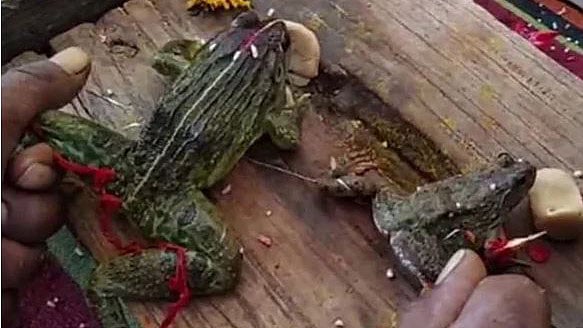 বৃষ্টি নামাতে ভারতের ভোপালে দুই মাস আগে দুটি মাটির তৈরি ব্যাঙের বিয়ে দেওয়া হয়। ছবি: টুইটার থেকে সংগৃহীত