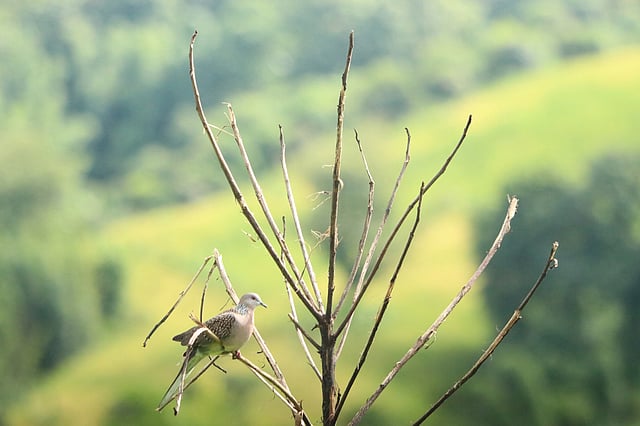 ধানখেতের শুকনা ডালে বসে আছে ঘুঘু