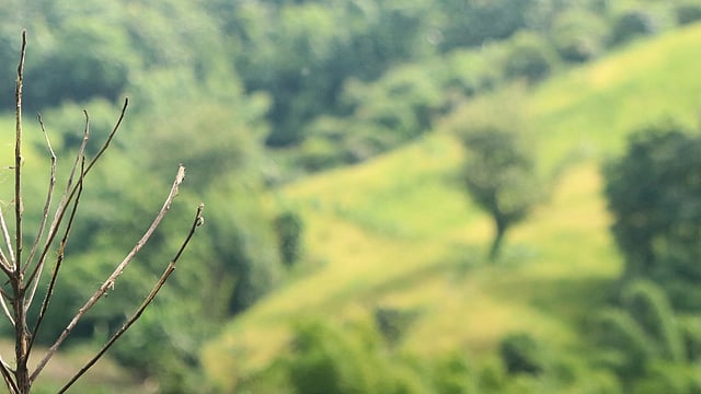 পাহাড়ে জুমের ধান পেকে হলুদ হয়ে আছে