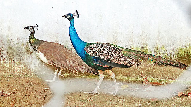 ছানাগুলো এদেরই সন্তান।  ছবি: প্রথম আলো