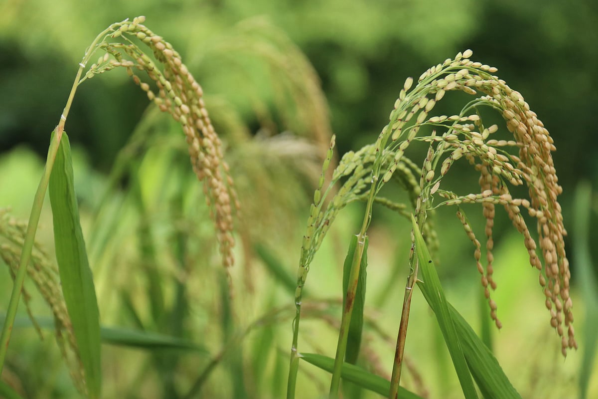 জুমে চড়ুই জাতের ধান