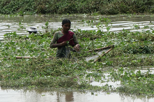 কচুরিপানা সরিয়ে মাছ খুঁজছেন এক নারী।