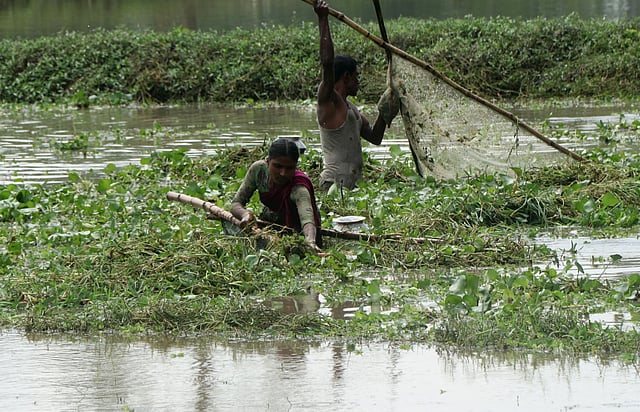 স্বামী-স্ত্রী মিলে মাছ ধরছেন।