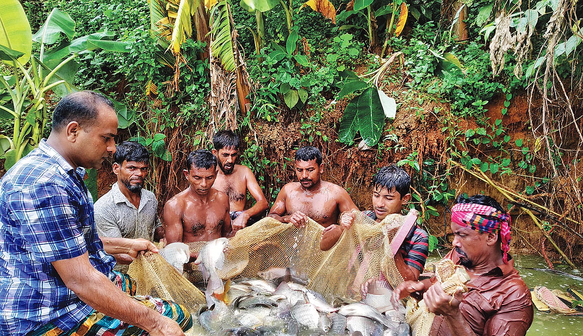 শ্রীপুরের ভিটিপাড়া এলাকায় মাছ ধরায় ব্যস্ত চাষিরা। সম্প্রতি তোলা। ছবি: সাদিক মৃধা