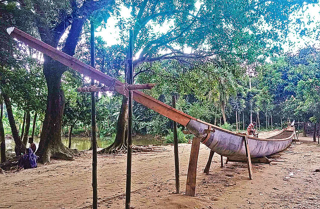 সরকারি গাছ কেটে নৌকা বানিয়েছেন ক্ষমতাসীন দলের লোকজন। গত শুক্রবার বগুড়ার শাজাহানপুর উপজেলার ডোপলাপাড়া গ্রামে।  ছবি: প্রথম আলো