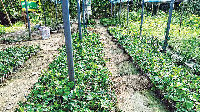 নবদ্বীপ মল্লিক গড়ে তুলেছেন খুলনার বিখ্যাত চুই ঝালের নার্সারি। সম্প্রতি খুলনার ডুমুরিয়া উপজেলার বরাতিয়া গ্রামে।  ছবি: প্রথম আলো