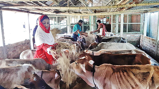 নিজের খামারে গরুর পরিচর্যায় ব্যস্ত খামারি সাবিহা বেগম।  ছবি: প্রথম আলো