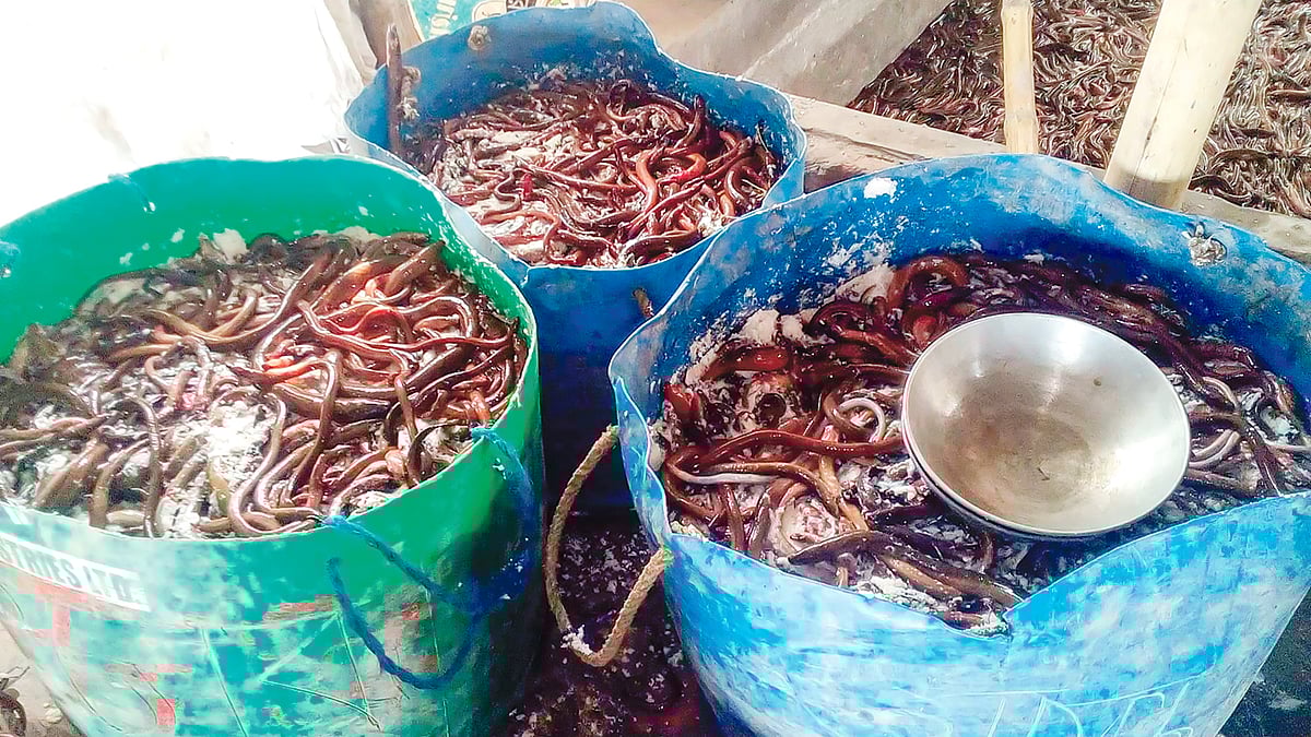 কুঁচিয়া থেকে আয় এখন ২০০ কোটি টাকারও বেশি। ছবি: এবং বাণিজ্য