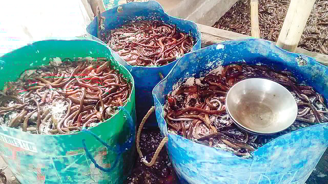 কুঁচিয়া থেকে আয় এখন ২০০ কোটি টাকারও বেশি। ছবি: এবং বাণিজ্য