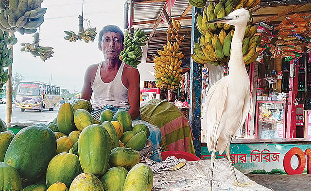 গাজীপুরের ভবানীপুর এলাকায় আতাউর রহমানের কাছে আশ্রয় নিয়েছে সাদা বকছানাটি। গতকালের ছবি।  প্রথম আলো