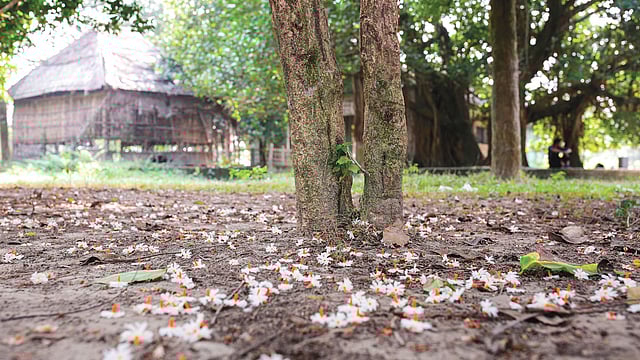 সকালে ঝরা শিউলিও মনে করিয়ে দেয় শরতের কথা