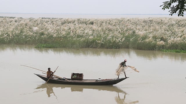 জেলে, কাশফুল এবং শরতের পদ্মা।