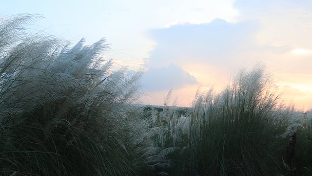 “এসো গো শারদলক্ষ্মী তোমার শুভ্র মেঘের রথে...”