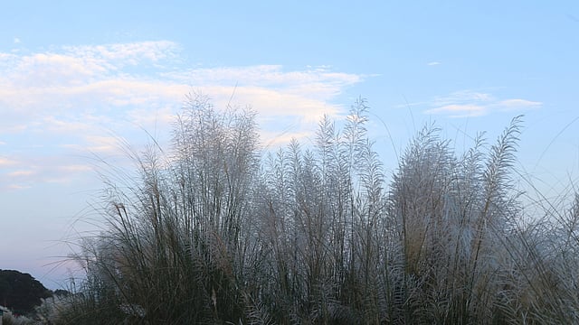 “আমরা বেঁধেছি কাশের গুচ্ছ...”
