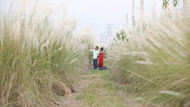 কাশবনে ছবি তুলছেন তরুণ–তরুণী।