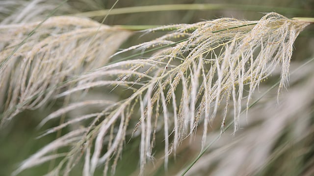 সাদা ফুলে হলুদ রেণু।