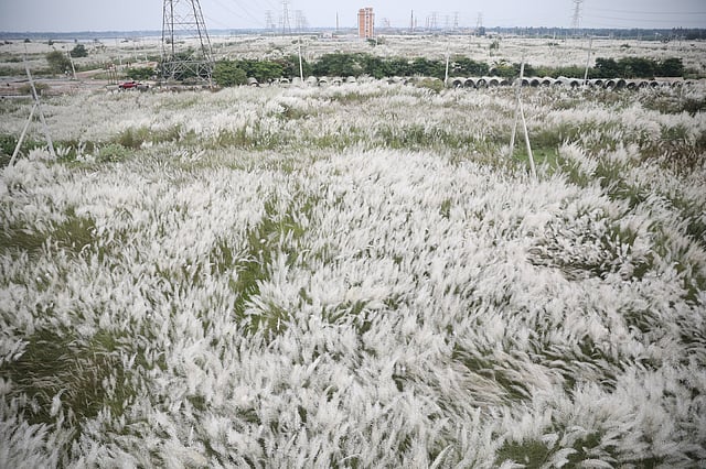 আফতাব নগরের দিগন্তজোড়া কাশবনের একাংশ।