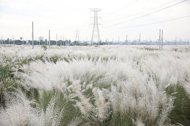 হাওয়া দুলছে রেশমি কাশফুল।