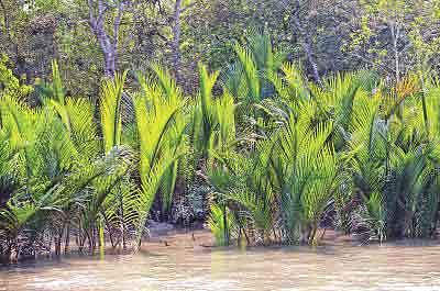 সারা বিশ্বের দ্রুত বর্ধনশীল কয়েকটি পর্যটন মার্কেটের মধ্যে বাংলাদেশ অন্যতম। প্রথম আলো ফাইল ছবি