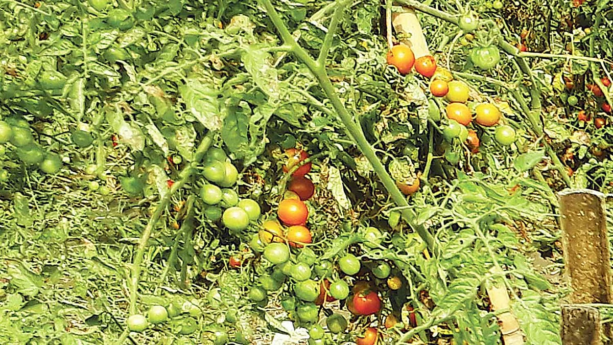 বঙ্গবন্ধু শেখ মুজিবুর রহমান কৃষি বিশ্ববিদ্যালয় ক্যাম্পাসে পরীক্ষামূলকভাবে চাষ হচ্ছে ‘বিউ চেরি টমেটো-১’। ছবি: সংগৃহীত