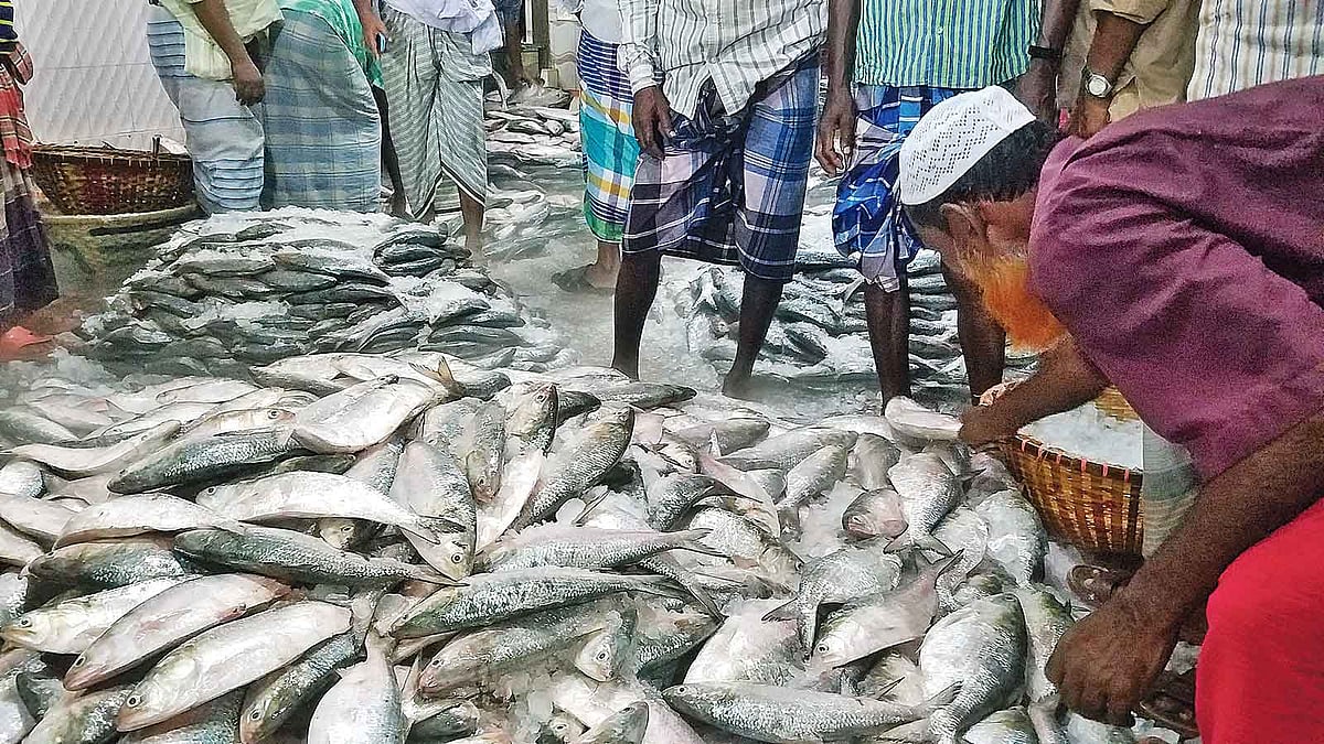 চাঁদপুর শহরের বড় স্টেশন মাছঘাটে ট্রাকে ও ট্রলারে করে প্রচুর ইলিশ আসছে। গতকাল দুপুরে। ছবি: প্রথম আলো