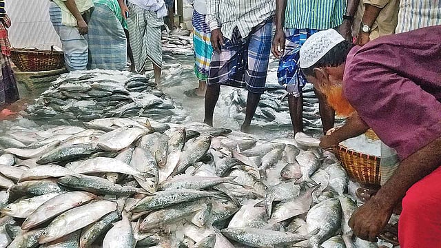 চাঁদপুর শহরের বড় স্টেশন মাছঘাটে ট্রাকে ও ট্রলারে করে প্রচুর ইলিশ আসছে। গতকাল দুপুরে।  ছবি: প্রথম আলো