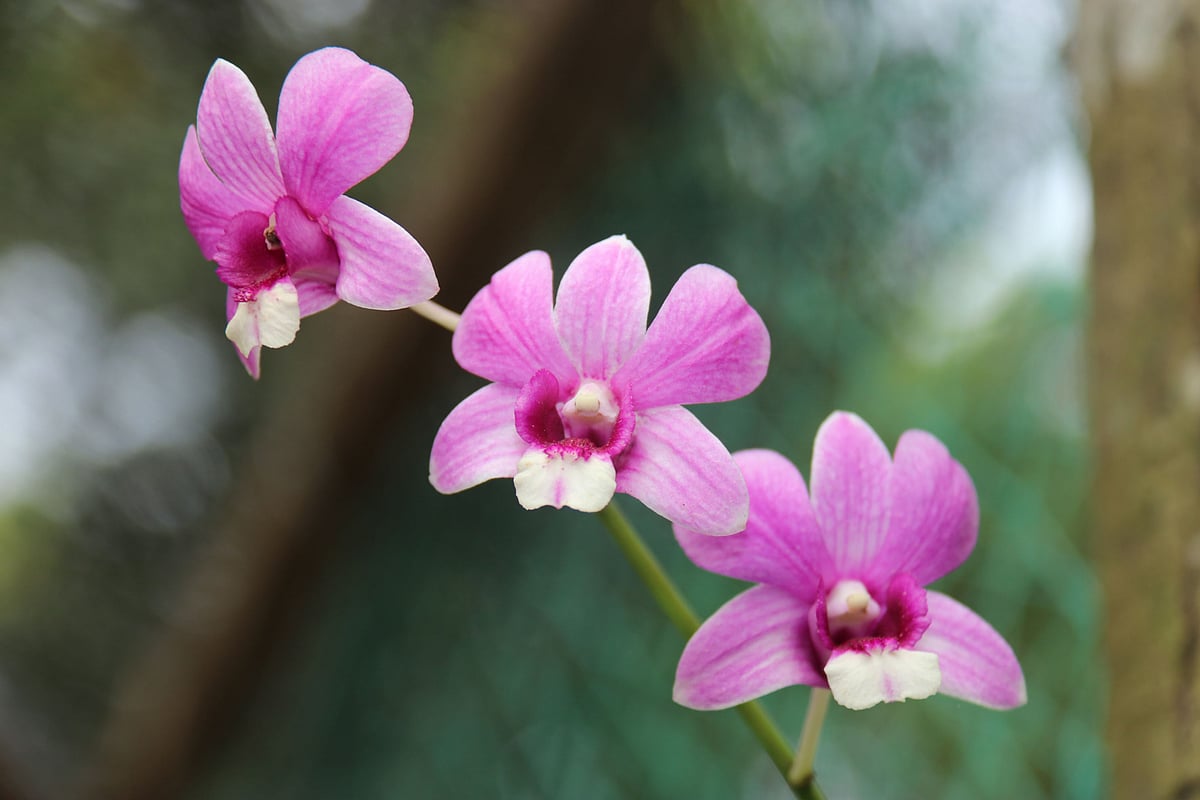 সবুজ পাহাড়ে অর্কিড ফুল