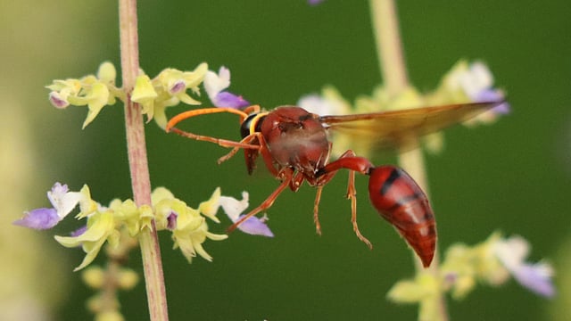 পাতাবাহার ফুলে ঘুরে বেড়াচ্ছে এক বোলতা