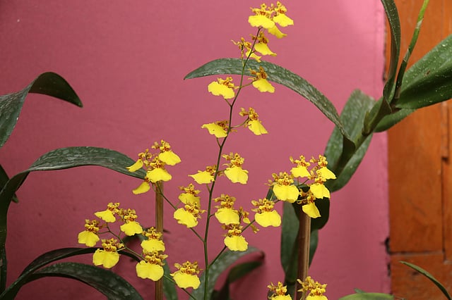 নানান রঙের অর্কিড