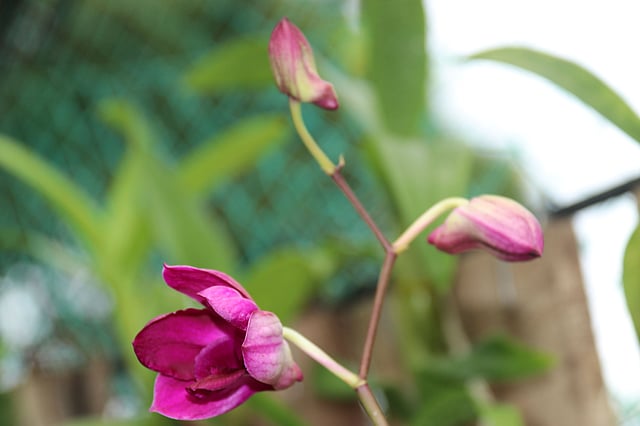 ফুটছে ফুল
